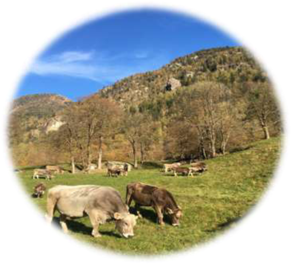 Azienda Agricola Monaci – Branzi