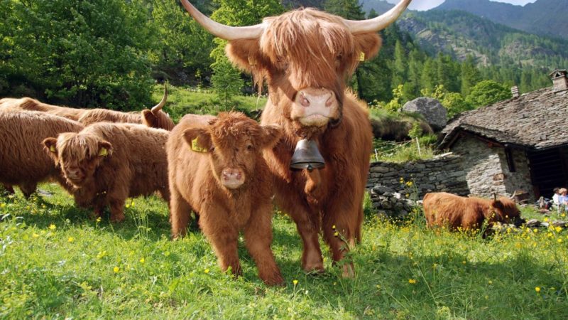 Agriturismo I Prati Parini – Sedrina