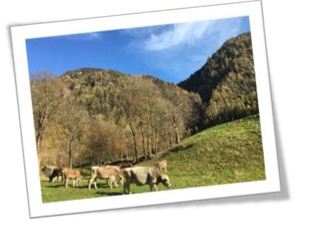 Azienda Agricola Monaci – Branzi